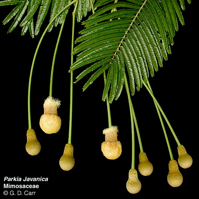 Parkia javanica